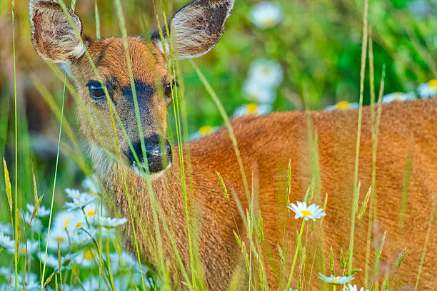 Black-Tailed deer on Vancouver Island, British Columbia