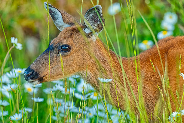 Black-Tailed deer on Vancouver Island, British Columbia