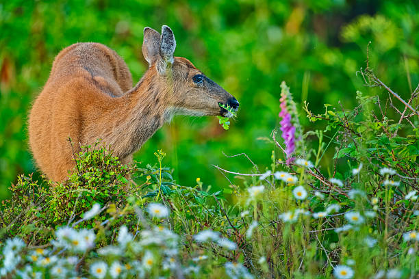 Black-Tailed deer on Vancouver Island, British Columbia