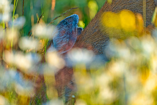 Black-Tailed deer on Vancouver Island, British Columbia