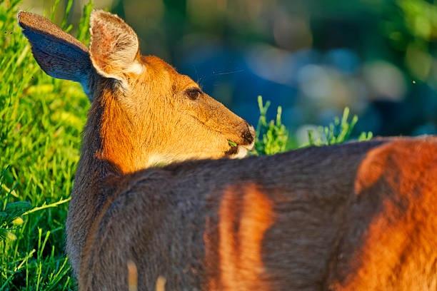 Black-Tailed deer on Vancouver Island, British Columbia