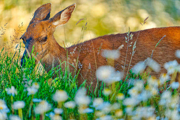 Black-Tailed deer on Vancouver Island, British Columbia