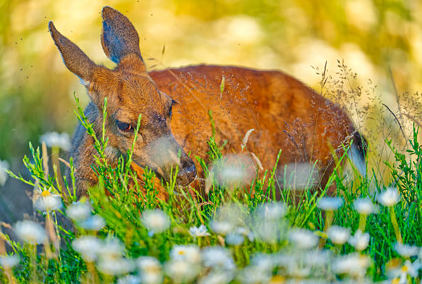 Black-Tailed deer on Vancouver Island, British Columbia