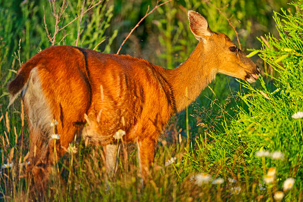Mule Deer buck taken during rutting season
