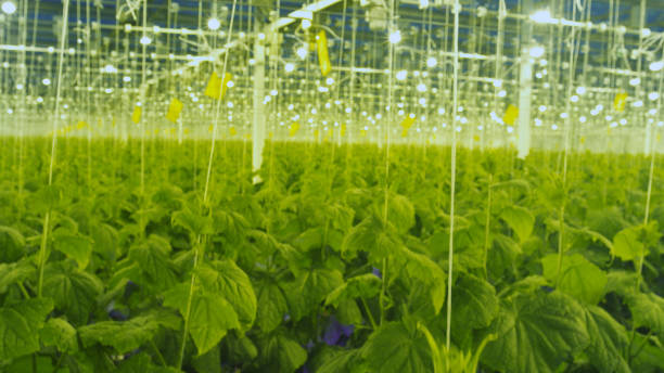 Growing herbs and vegetables in the greenhouse