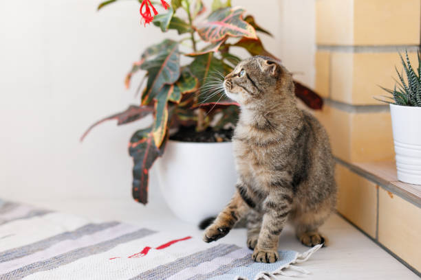 istock A Scottish lop-eared cat kitten plays, jumps on different surfaces and has fun 2203645253
