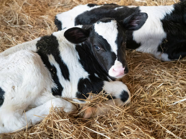 Holstein calf resting on straw in a barn