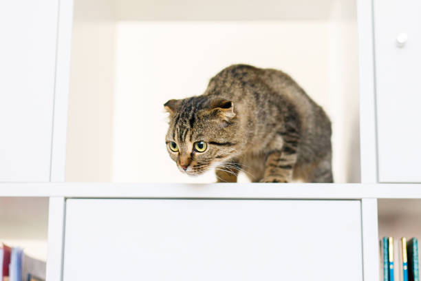 istock Scottish Lop-Eared Kitten Exploring on White Shelf with Books. Place for text 2203646674