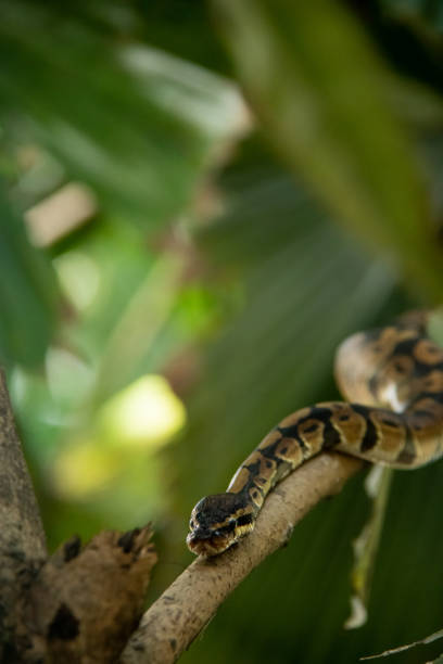 istock Snake Resting on a Branch in a Lush Forest Environment 2203646784