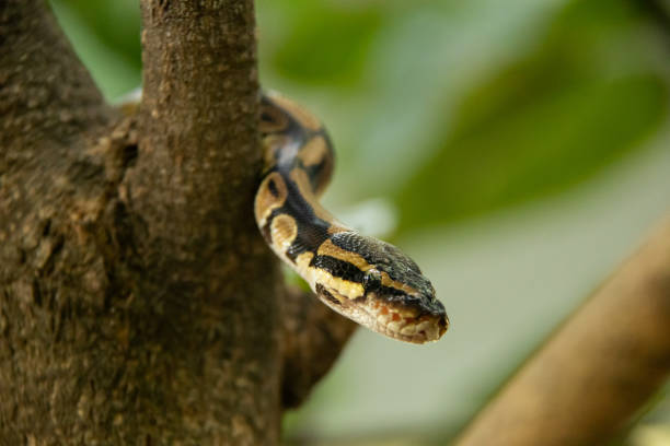 istock Snake Resting on a Branch in a Lush Forest Environment 2203646790
