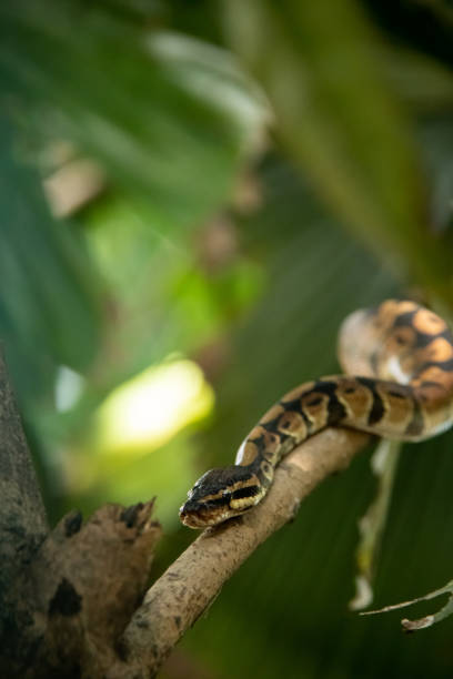 istock Snake Resting on a Branch in a Lush Forest Environment 2203646796