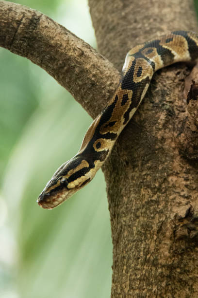 istock Snake Resting on a Branch in a Lush Forest Environment 2203646800
