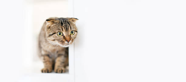 istock A Scottish lop-eared kitten sits on large white rack, looking out for something with predatory eyes 2203647246