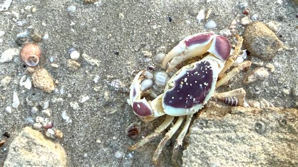 istock Vibrant crab crawls across textured sandy beach, delicate shell coated with specks of sand, rugged coastal rocks and shimmering wet shoreline create immersive marine scene at low tide. 2203647888