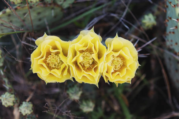 Prickly pear cactus blooms closeup in spring season Texas landscape showing yellow flowers from top view.