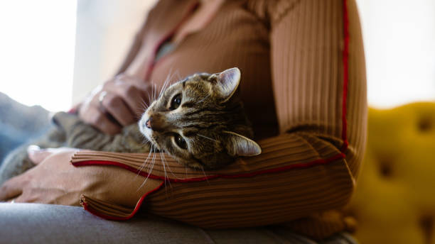 istock Cozy Moment with Tabby Cat 2203648990