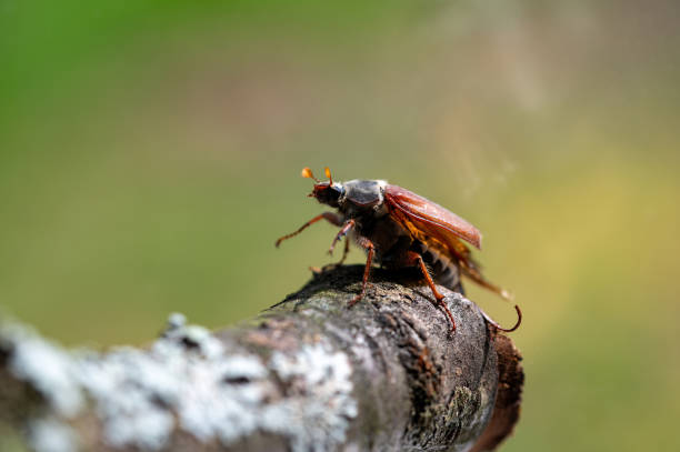 istock A cockchafer on a branch in nature 2203649126
