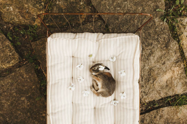 A baby cottontail rabbit in a garden, sleeping in a tiny doll bed. Shot with a 5D Mark IV.