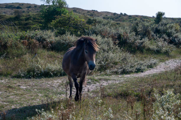 istock Wild Horse in a landscape 2203649697
