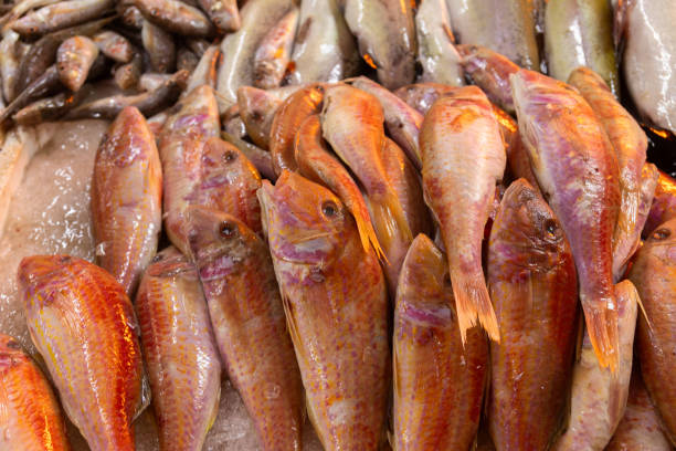 istock red mullet fish on a fish market counter 2203649790