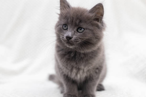 istock Gray kitten sits on a white blanket and looks at the camera 2203649895