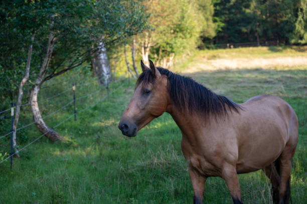 istock A horse in a pasture 2203650093