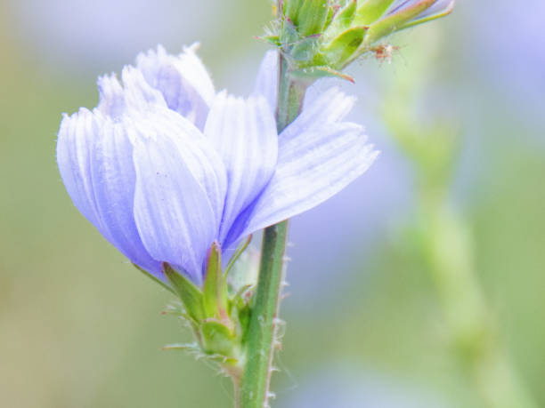 blue petals Cichorium intybus, wonderful blue petals, purple flower with blue pollen pistils, close-up of common chicory, purple petals, chicory pollen pistils with pollen, pastel-colored flower