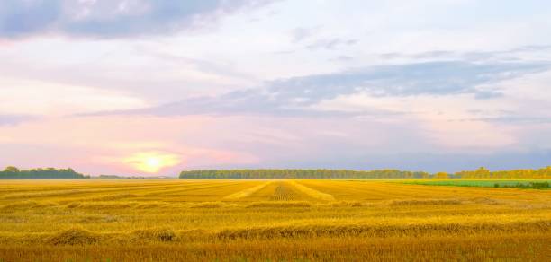 istock Harvested Wheat field at sunrise-Howard County, Indiana 2203650130