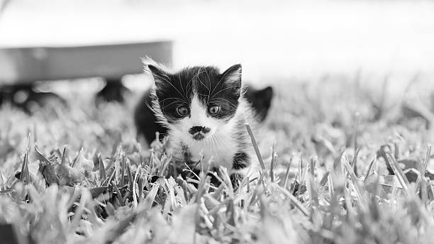 Kittens with mustache in black and white, exploring in yard grass.