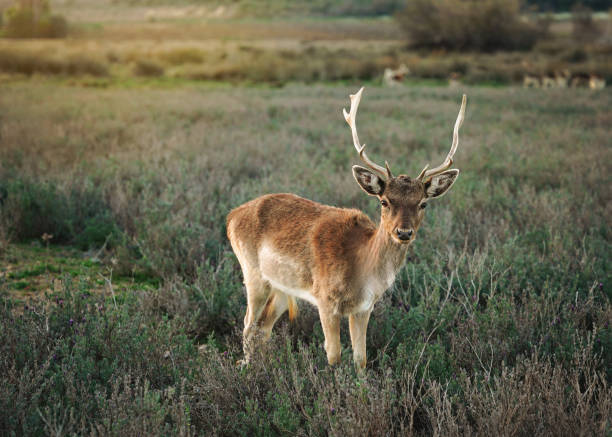 istock Cute deers in the morning sun 2203651334