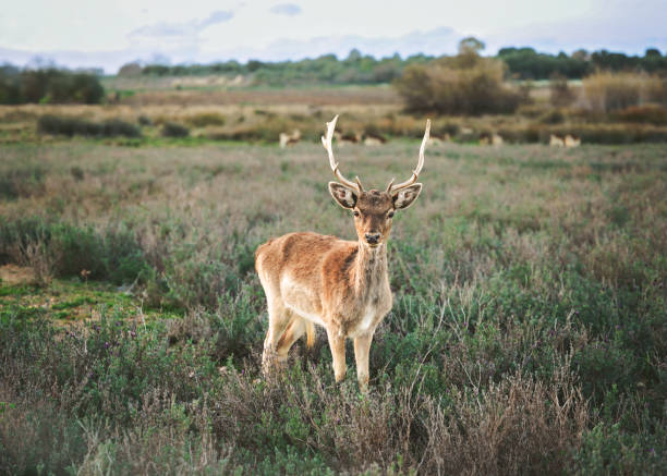 istock Cute deers in the morning sun 2203651693