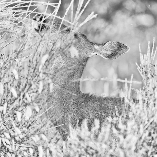 istock Vancouver Island British Columbia 2203653293