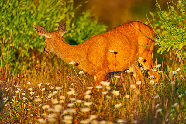 Black-Tailed deer on Vancouver Island, British Columbia