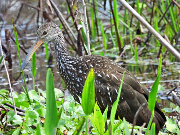 istock Limpkin (Aramus guarauna) -  foraging in the wetlands 2203655497