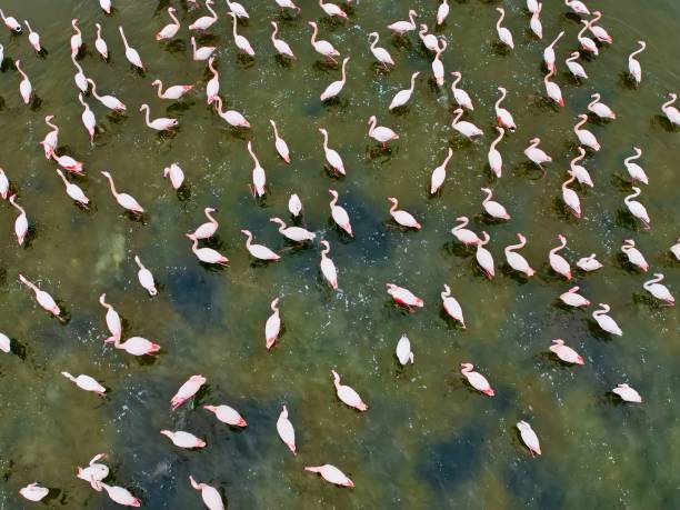 istock above the flamingos 2203659040