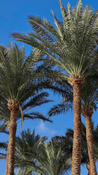 istock Tall palms swaying gently in the tropical breeze 2203661384