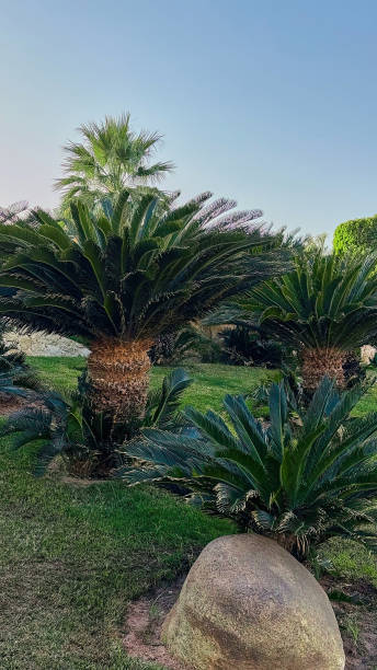 istock Large cactus in Egypt. Arabic patio. 2203662204
