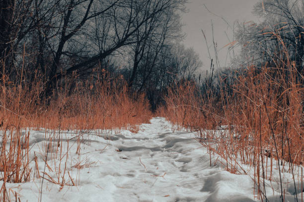 a winter hiking trail in the snow beautiful nature backdrop with trees and golden hues. snowy walking path background.