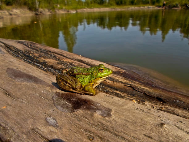 a green frog sits on a tree near the shore