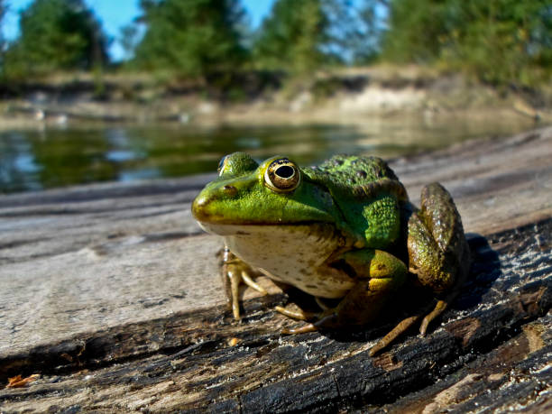 A close-up of a native toad in a koi pond
