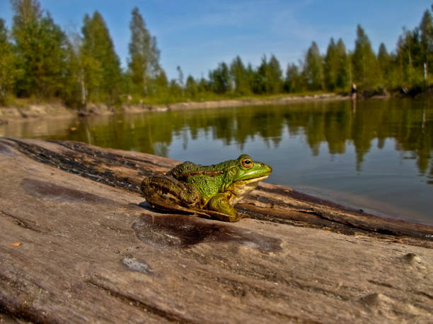 a green frog sits on a tree near the shore