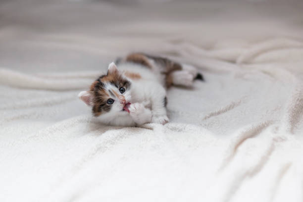 istock cute fluffy kitten lying on white blanket on floor and washing little paws 2203662888