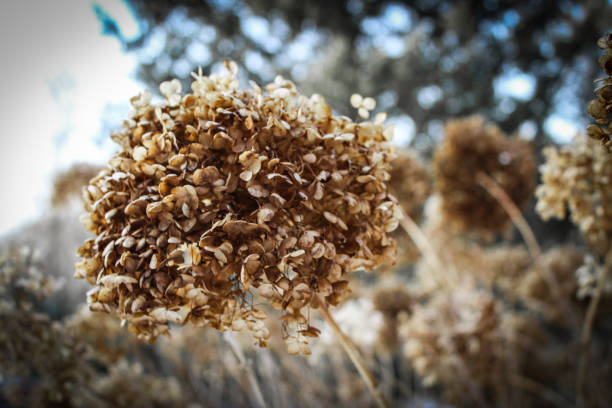 istock beautiful dried hydrangea flower petal cluster against a light backdrop nature theme 2203662918