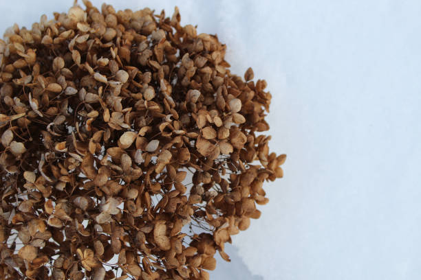 beautiful dried hydrangea flower petal cluster against a light backdrop nature theme with space for copy