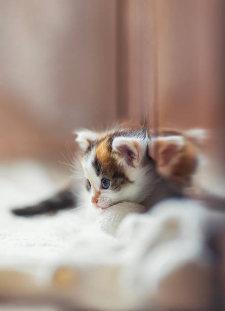 Close-up portrait of a young tabby kitten in a pocket, highlighting bright blue eyes, prominent whiskers, and brown/grey striped fur against a dark, plain studio background.