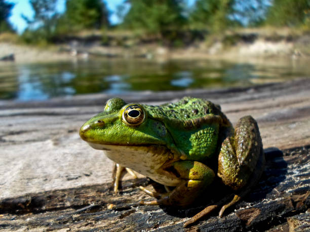 a green frog sits on a tree near the shore