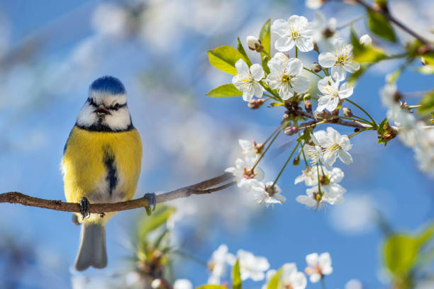 istock bright bird blue tit sits on branches of white blossoming cherry tree in spring may garden and sings loudly against blue sky 2203663355