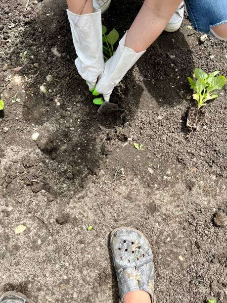 istock Planting Dahlias 2203663604