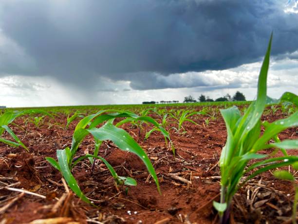 istock -large corn plantation on tropical no-tillage system integrated. Cute vision the field with rain cloud 2203665498