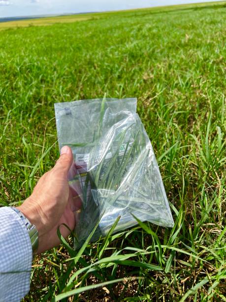 istock Forage sample in livestock farming. Sampling grass in pasture. 2203667047